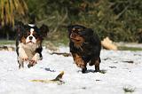 CAVALIER KING CHARLES 517